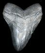 Bargain, Black Megalodon Tooth - South Carolina #31919-1